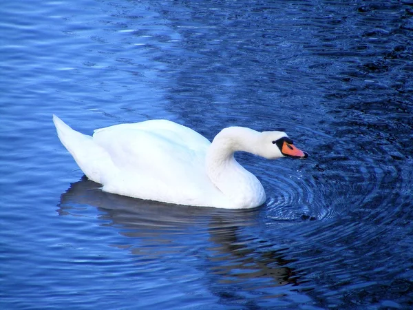 Belle cygne blanc nageant et buvant de l'eau — Photo