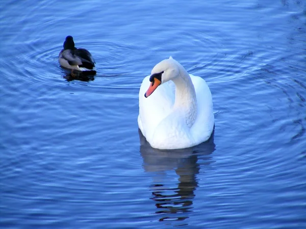 Cisne branco bonito e pato pequeno nadando no lago — Fotografia de Stock