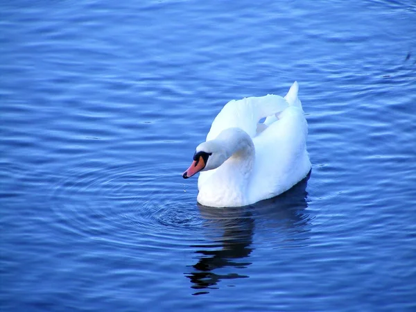 Белый лебедь плавает и пьет воду — стоковое фото