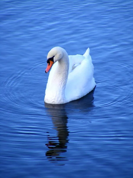 Güzel beyaz kuğu Yüzme — Stok fotoğraf