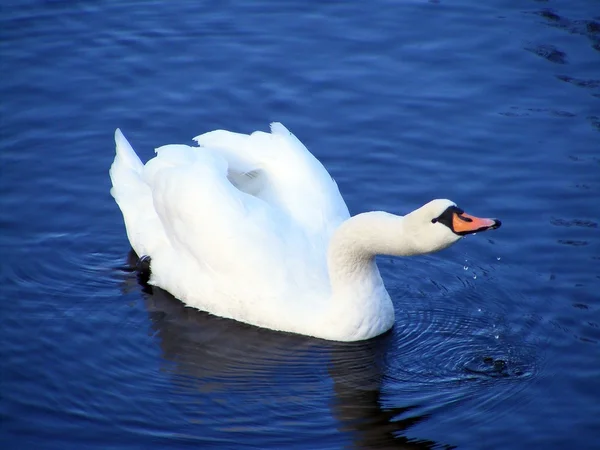 Beautiful white swan swimming and drinking water — Stock Photo, Image
