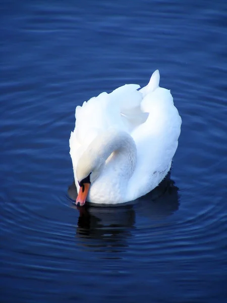 Beautiful white swan swimming and drinking water — Stock Photo, Image