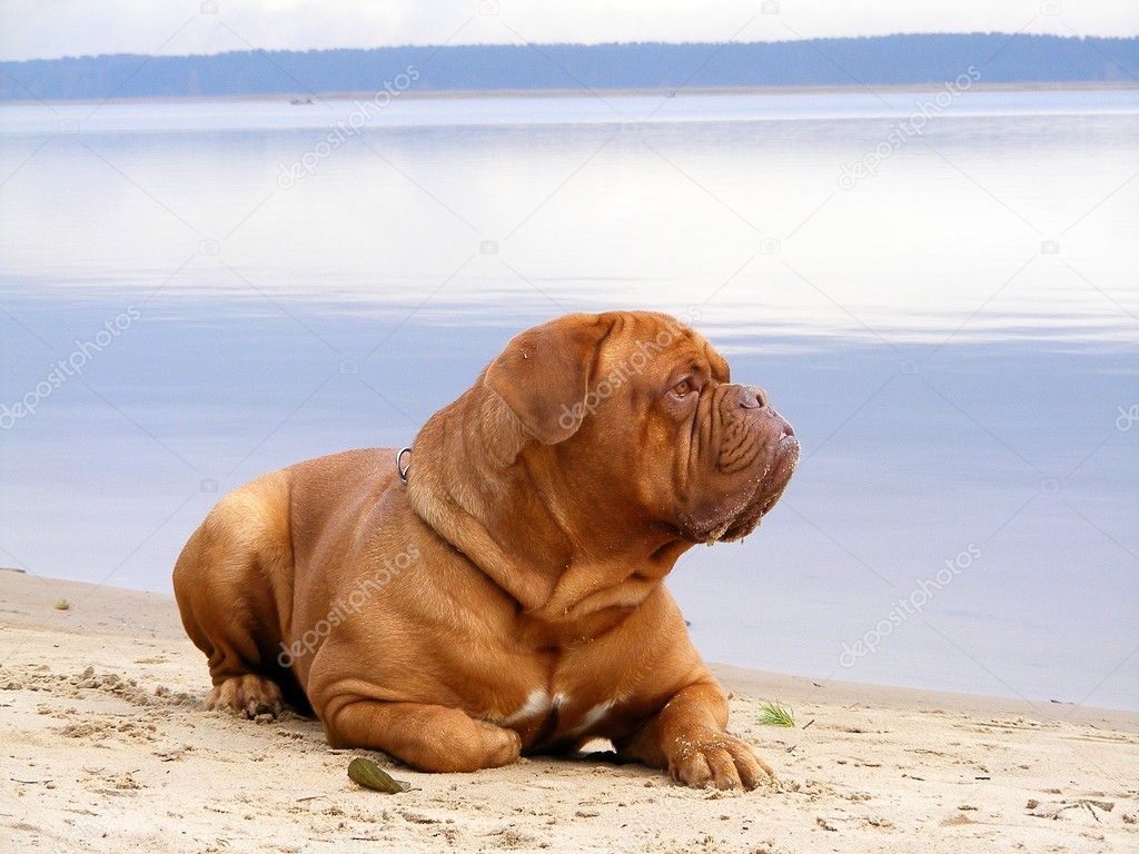 French mastiff lying on the beach