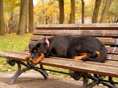 sonbahar aylarında parktaki bankta yalan rottweiler