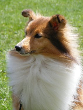 Sheltie portrait clipart