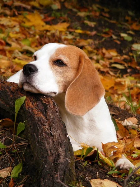 Beagle liggande träd rot i skogen — Stockfoto