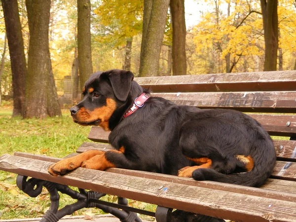 Rottweiler lying on the bench in park in autumn — Stock Photo, Image