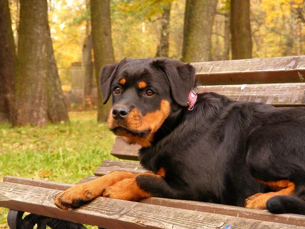 Rottweiler leżąc na ławce w parku, jesień — Zdjęcie stockowe