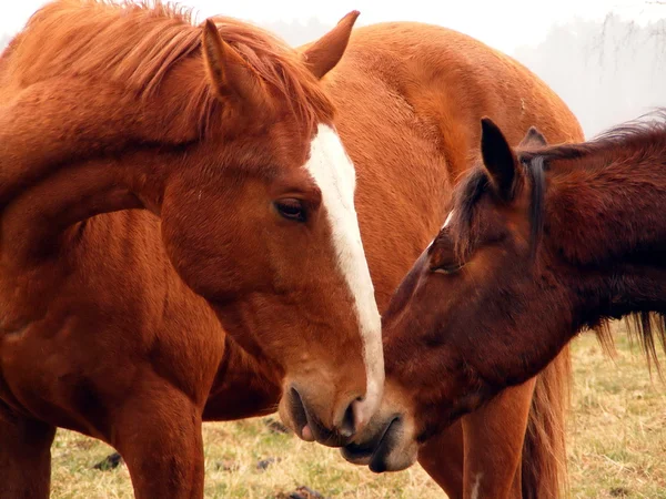 Дві коричневі коні накидаються один на одного — стокове фото