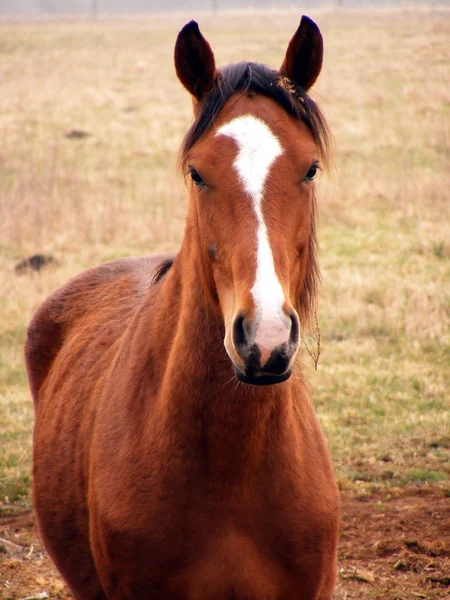 Молодая дикая лошадь — стоковое фото