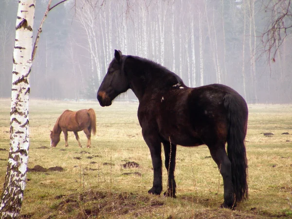 Cheval de trait letton noir — Photo