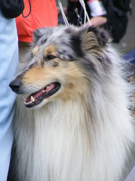 Collie lächelt — Stockfoto