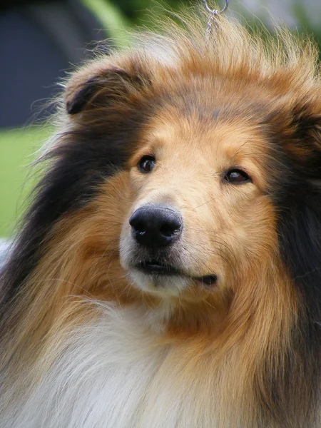 Πορτρέτο του ποιμενικού σκύλου — Φωτογραφία Αρχείου
