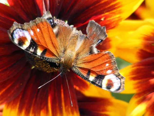 Beautiful butterfly with broken wing sitting on flower — Stock Photo, Image