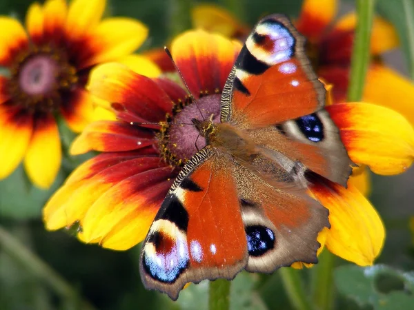 Hermosa mariposa sentada en flor — Foto de Stock