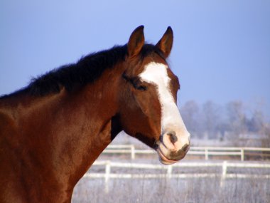 Bay horse portrait in winter clipart