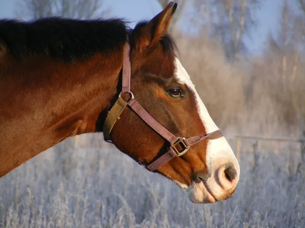 Портрет лошади зимой — стоковое фото