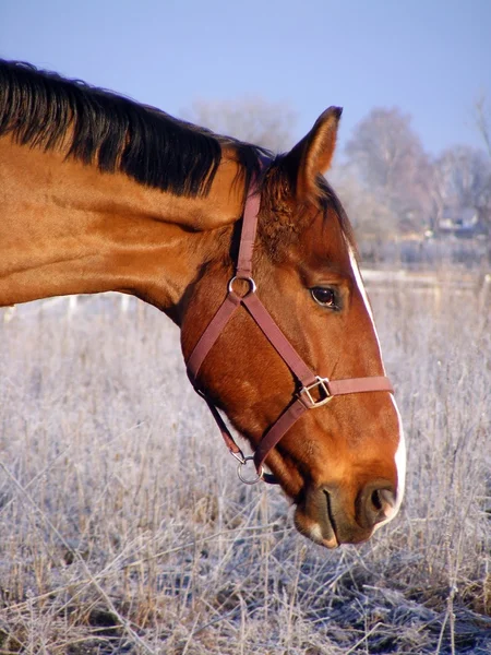 Retrato de caballo de bahía en invierno —  Fotos de Stock