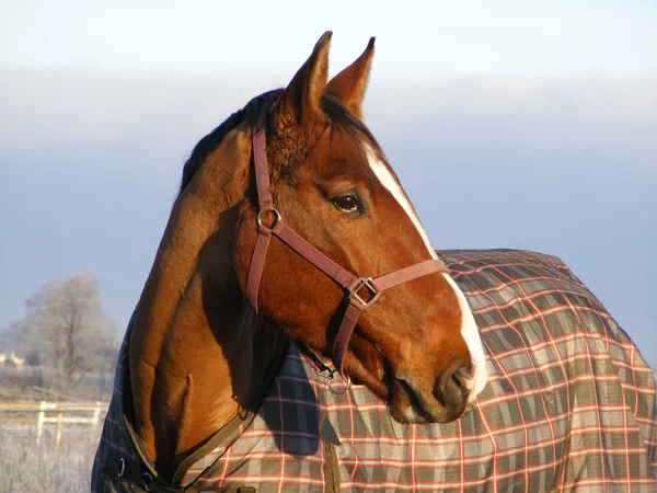 Bay horse téli kabát — Stock Fotó