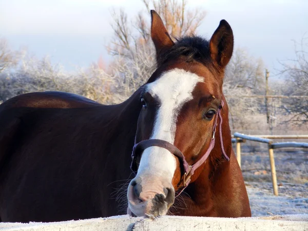 Bay horse portrait in winter — Stok Foto