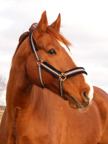 Kaštanový kůň portrét — Stock fotografie
