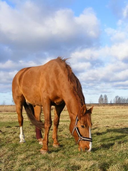 Каштановый конь с поврежденной ногой на пастбище — стоковое фото