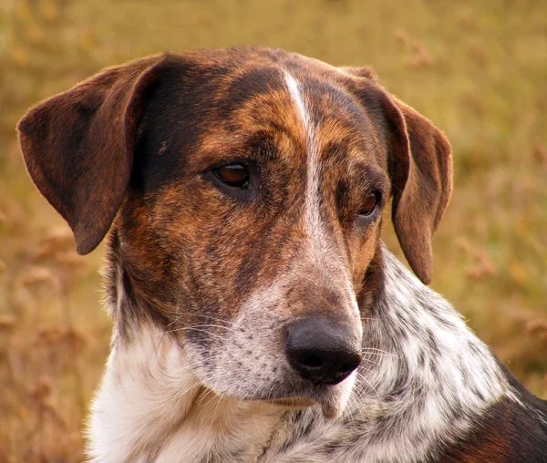 Grijze en bruine hond portret — Stockfoto