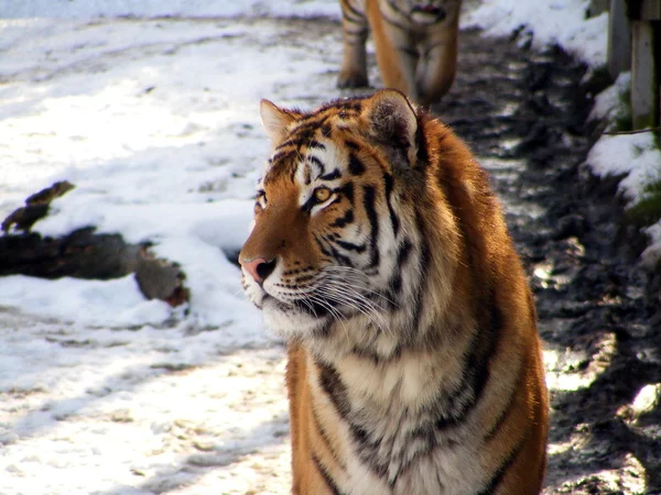 Η σιβηρική τίγρης πορτρέτο — Φωτογραφία Αρχείου