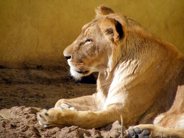 Lioness portrait — Stock Photo, Image