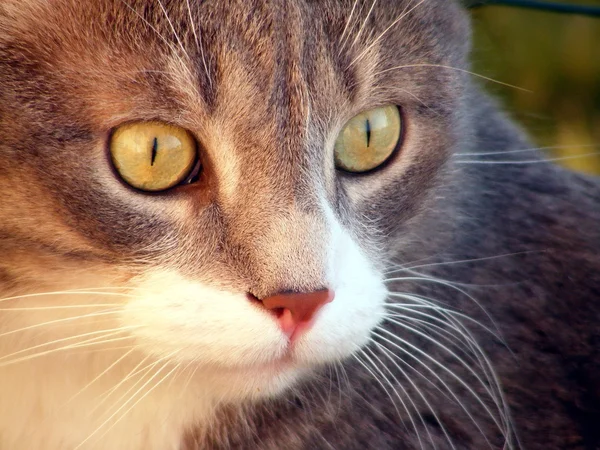 Gray cat close up — Stock Photo, Image