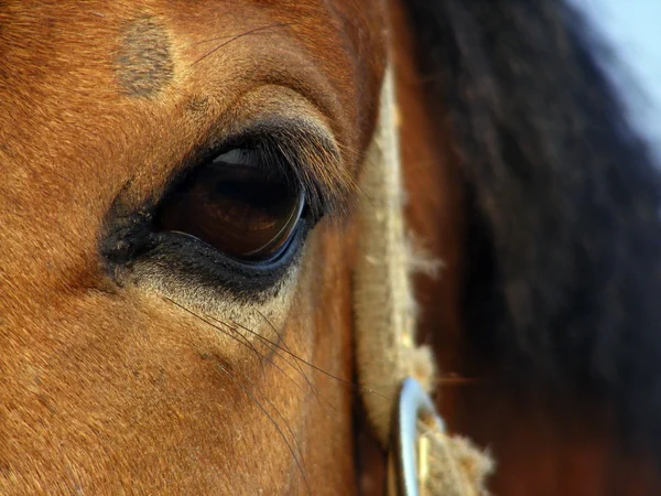 Άλογο μάτι — Φωτογραφία Αρχείου
