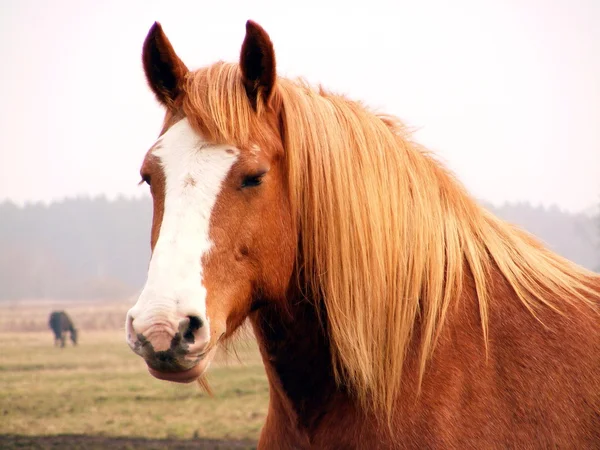 Palomino horse portrait — Stock Photo, Image