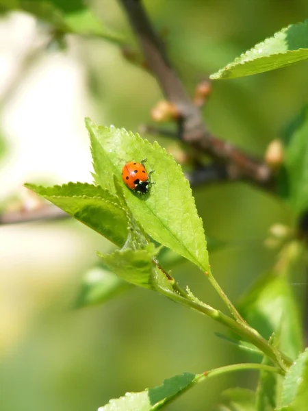 stock image Lady bug on the leaf