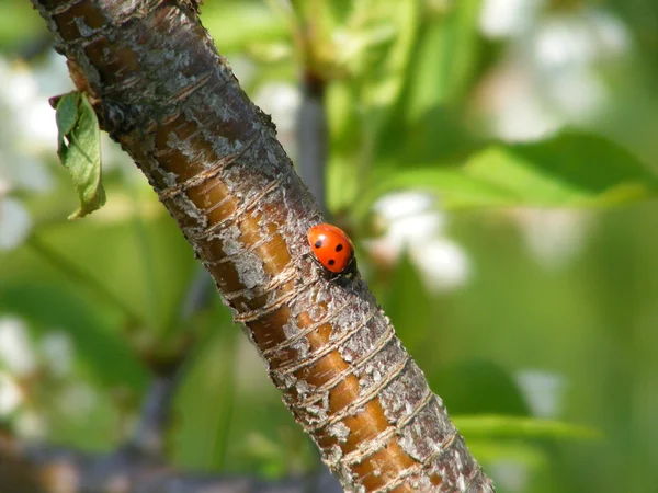 Леді жук на дереві — стокове фото