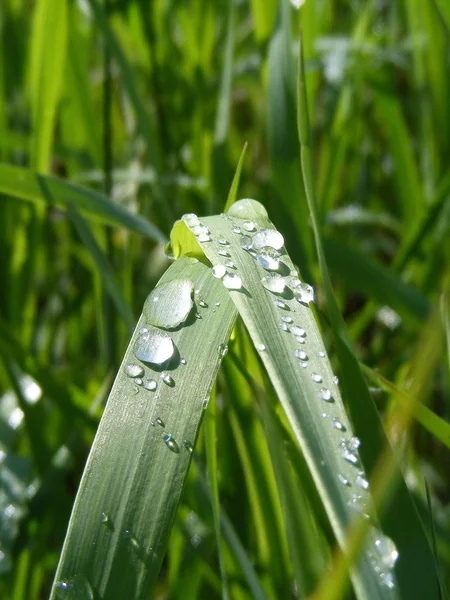 stock image Water drops in the grass