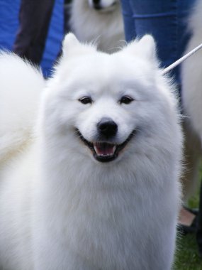 Beyaz samoyed portre