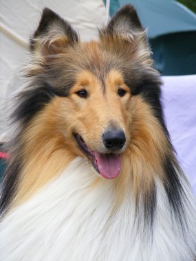 mutlu rough collie