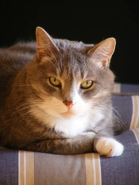 Gato gris acostado en el colchón —  Fotos de Stock