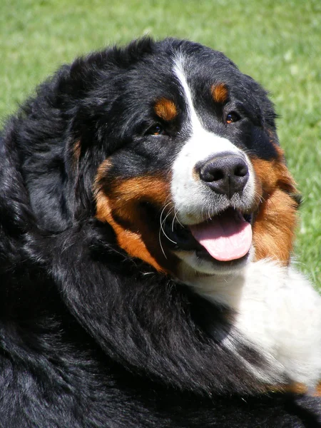 Swioss horský pes portrét — Stock fotografie
