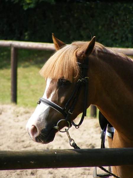 Pony portret — Stockfoto