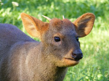 Brown pudu portrait clipart