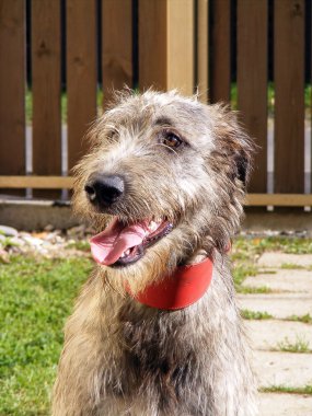 İrlandalı wolfhound portre