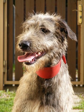 Irish wolfhound portrait clipart