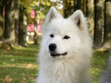 Samoyed portre