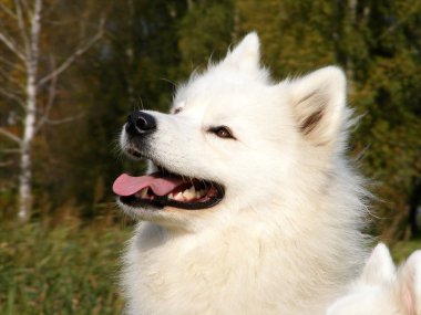 Samoyed portre