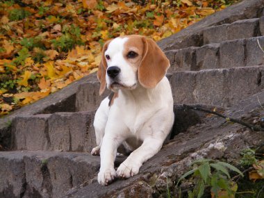 Beagle lying on the stone stairway clipart