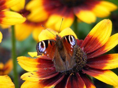 Beautiful butterfly with injured wing