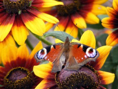 Beautiful butterfly with injured wing