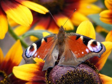 Beautiful butterfly with injured wing