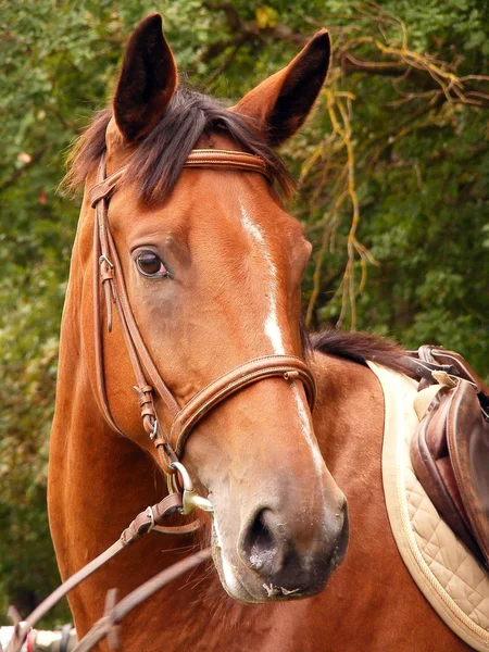 Bay horse with bridle portrait — Stok Foto